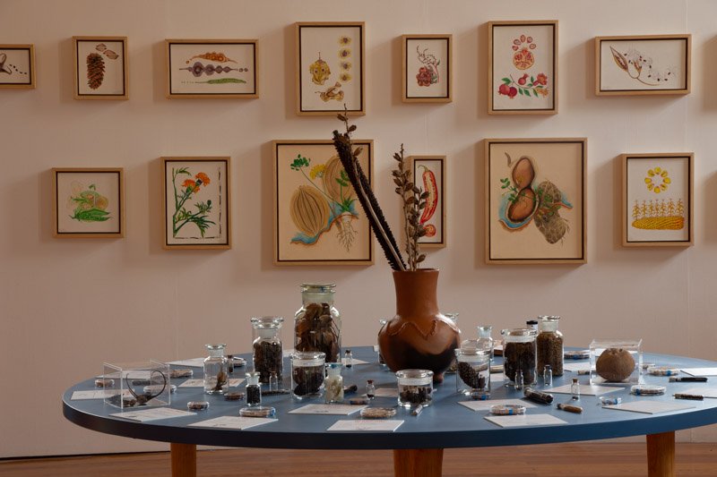 Seeds in the Geology Museum, UNAM - Imagen 6