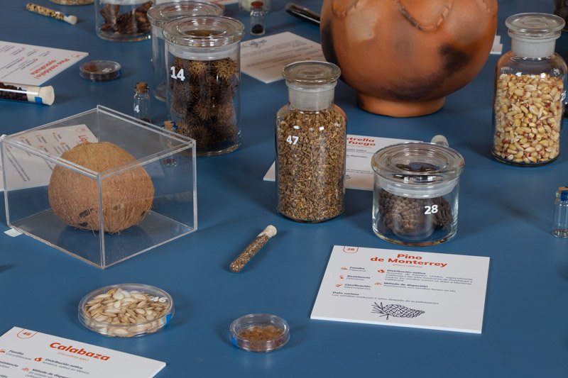 Seeds in the Geology Museum, UNAM - Imagen 7