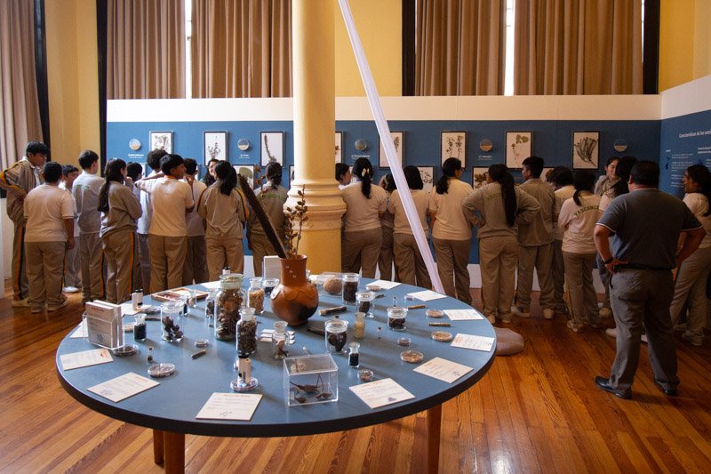 Seeds in the Geology Museum, UNAM - Imagen 10