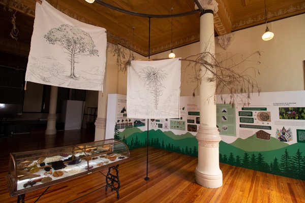 ¿Dónde está nuestro abrigo? Biodiversidad en los Altos de Chiapas - Imagen 2